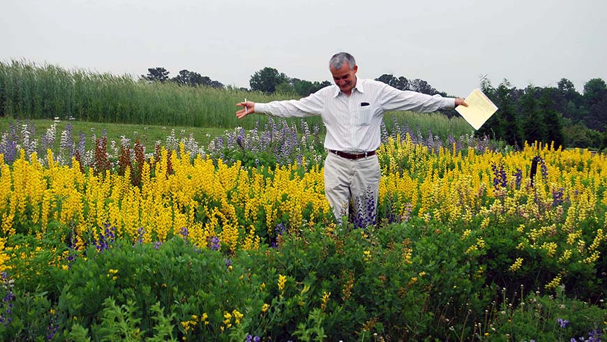 Denny Werner surrounded by baptisia hybrids