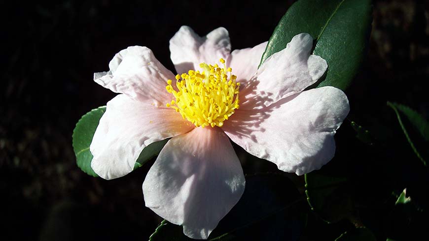 Camellia 'Winter's Star Light'