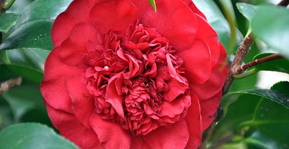 Camellia japonica 'Professor Sargent'