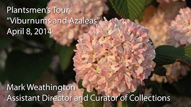 "Amazing Aucuba—On Beyond Gold Dust Plant" - Mark Weathington, Assistant Director and Curator of Collections - March 4, 2014