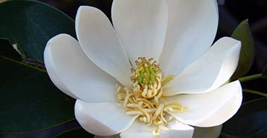 Magnolia virginiana var. australis 'Henry Hicks'
