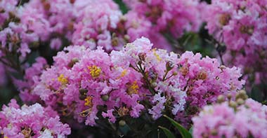 Lagerstroemia 'Gamad V' (Dazzle® Me Pink)