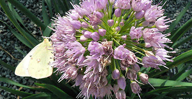 Allium 'Pink Feathers'