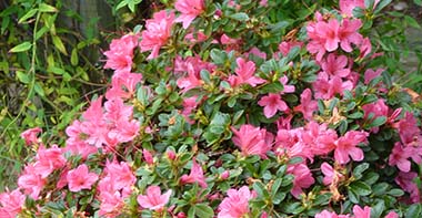 Rhododendron 'Conlef' (Autumn Cheer™)