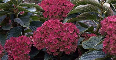 Hydrangea macrophylla 'REI 05' (Forever & Ever® Together)