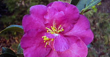 Camellia ×vernalis 'Hiryû'