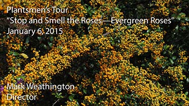 "Stop and Smell the Roses—Evergreen Roses" - Mark Weathington, Director - January 6, 2015