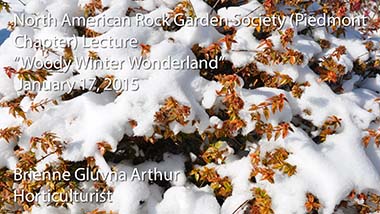 "Woody Winter Wonderland" - Brienne Gluvna Arthur, Horticulturist - January 17, 2015