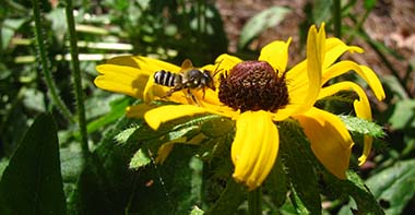 Native bee on Rudbeckia