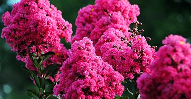 Lagerstroemia indica 'Whit III' (Pink Velour®)