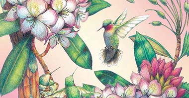 colored pencil drawing of hummingbird