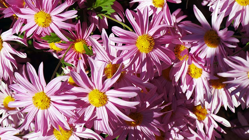 Chrysanthemum _Miss Gloria_s Thanksgiving Day_