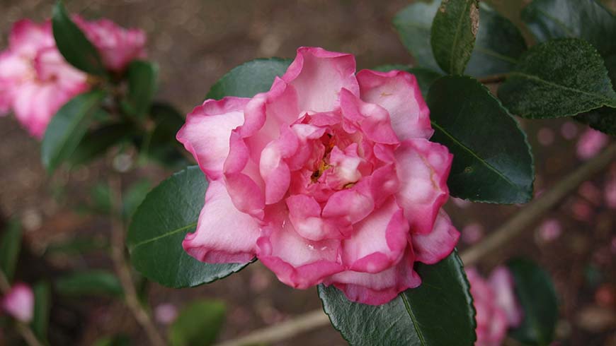 Camellia x hiemalis Rose of Autumn