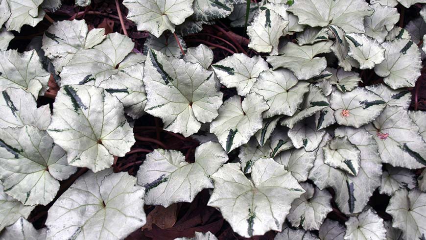 Cyclamen hederifolium Ashwood Nurseries Silver Leaf Group