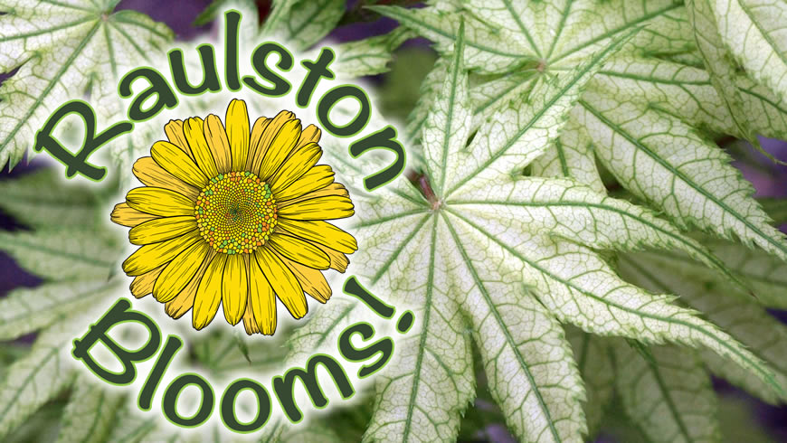 Raulston Blooms_