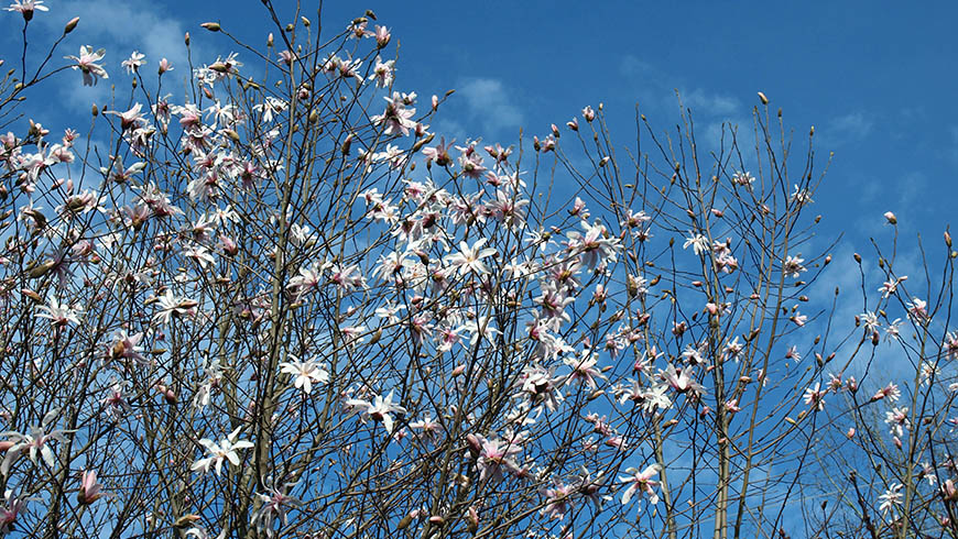 Magnolia flowers against blue sky