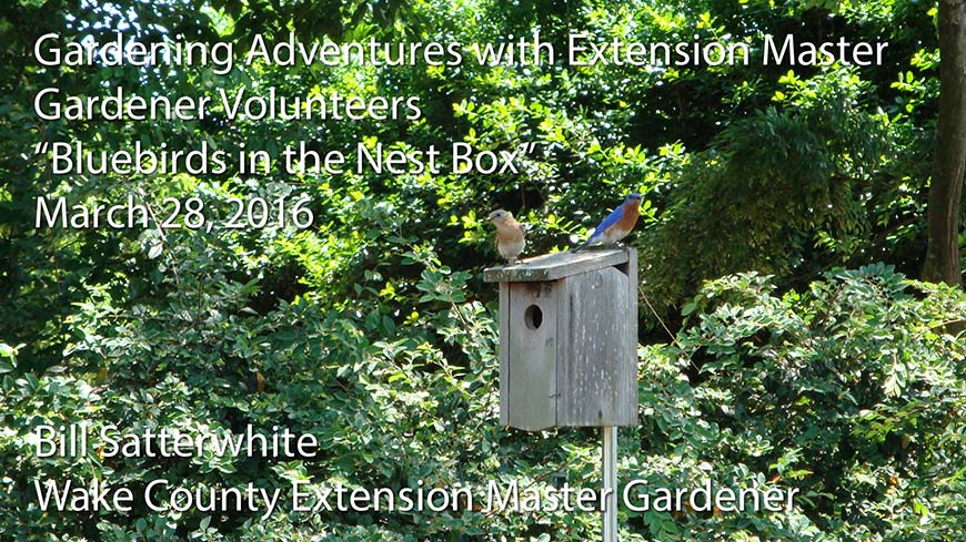 Master Gardener Lecture - Bluebirds in the Nest Box