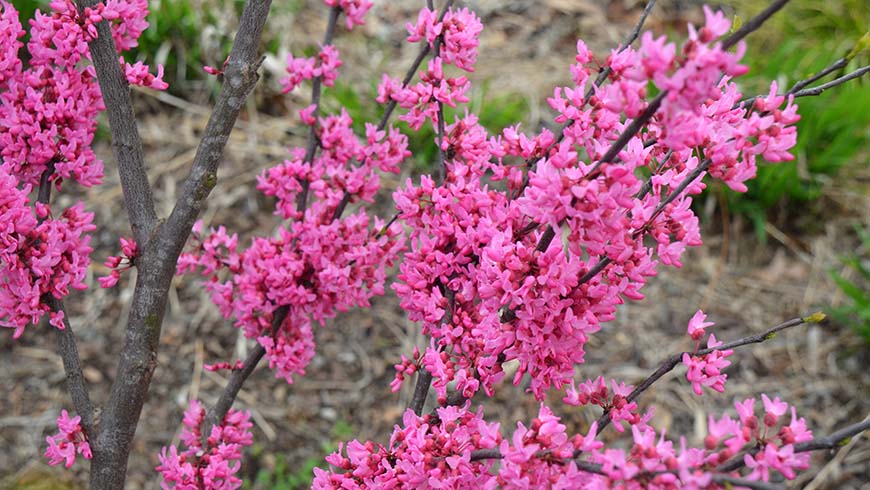 Cercis canadensis _Appalachian Red_