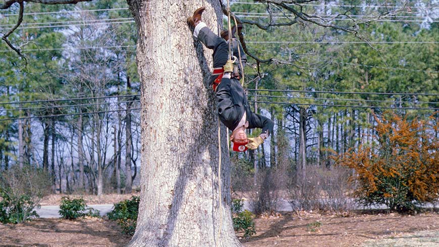Ted Bilderback climbing a tree