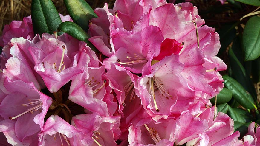 Rhododendron _Pkt2011_ _Handy Man_ Pink_