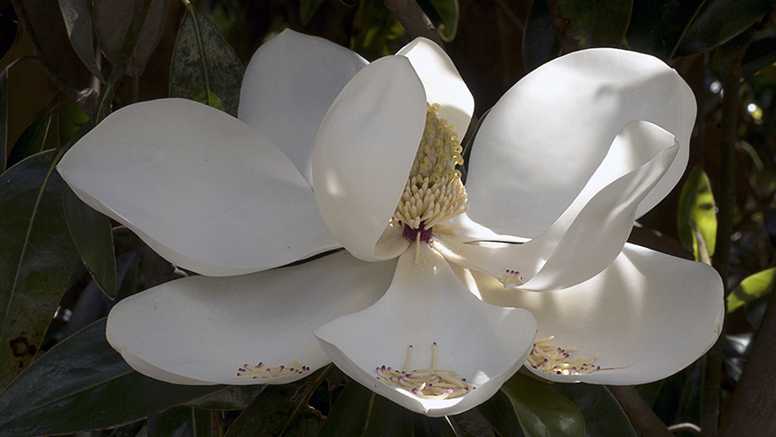 Magnolia grandiflora _Tmgh_ _Alta__