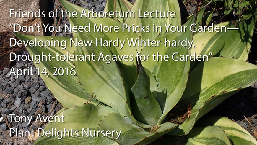 Friends of the Arboretum Lecture Video - Developing New Winter-hardy_ Drought-tolerant Agaves for the Garden