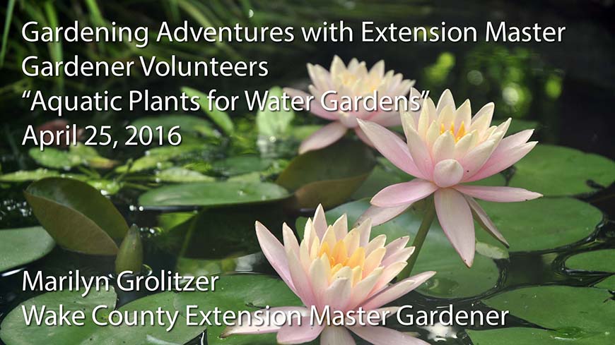 Gardening Adventures with Extension Master Gardener Volunteers - Aquatic Plants for Water Gardens