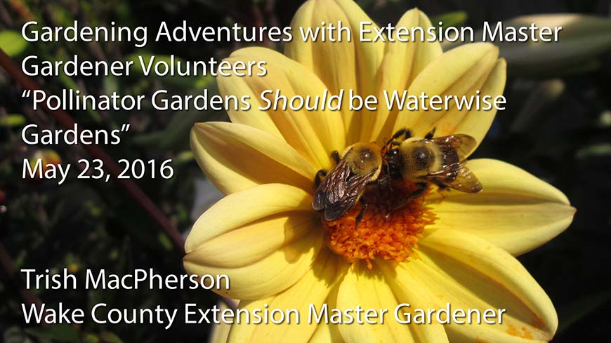 Master Gardener Lecture - Trish MacPherson - Pollinator Gardens Should be Waterwise Gardens