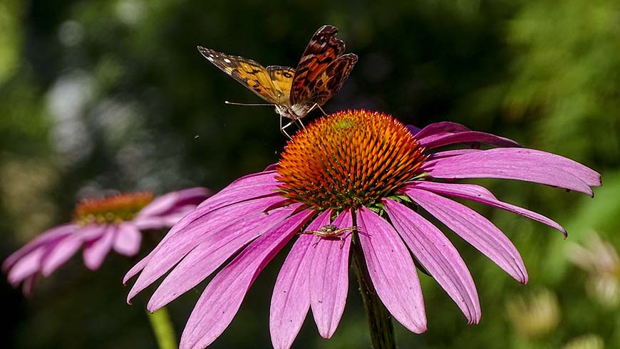 butterfly and spider on Echinacea purpurea _Ruby Giant_