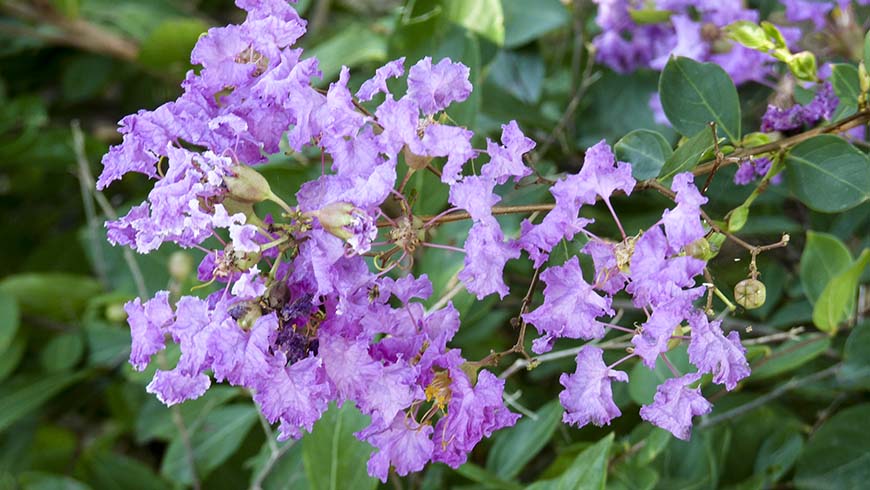 Lagerstroemia indica _Orchid Cascade_
