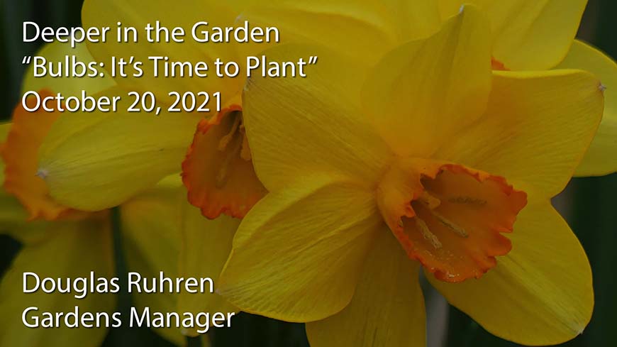 video poster for "Bulbs: It's Time to Plant"