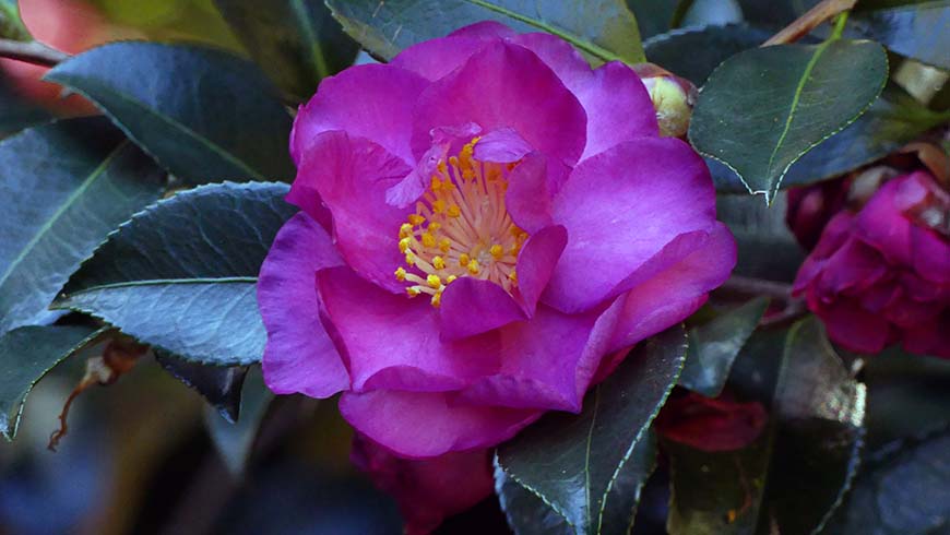Camellia ×vernalis 'Hiryû'