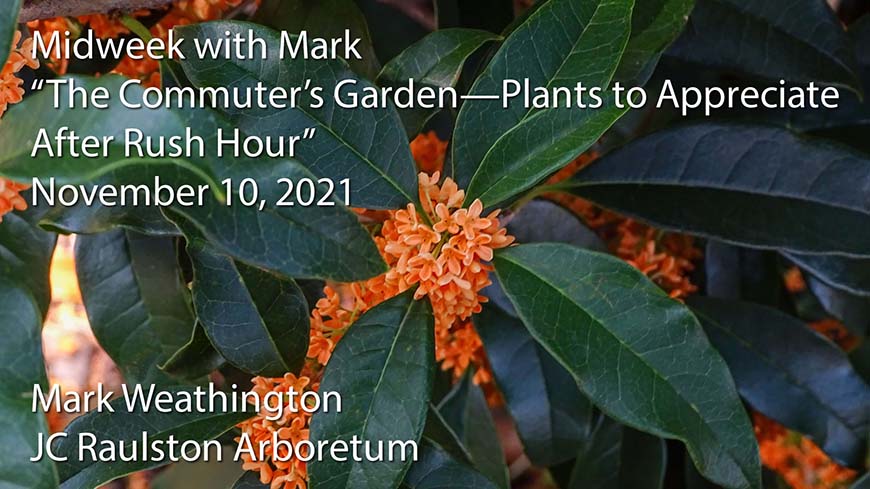 video poster for "The Commuter's Garden—Plants to Appreciate After Rush Hour"