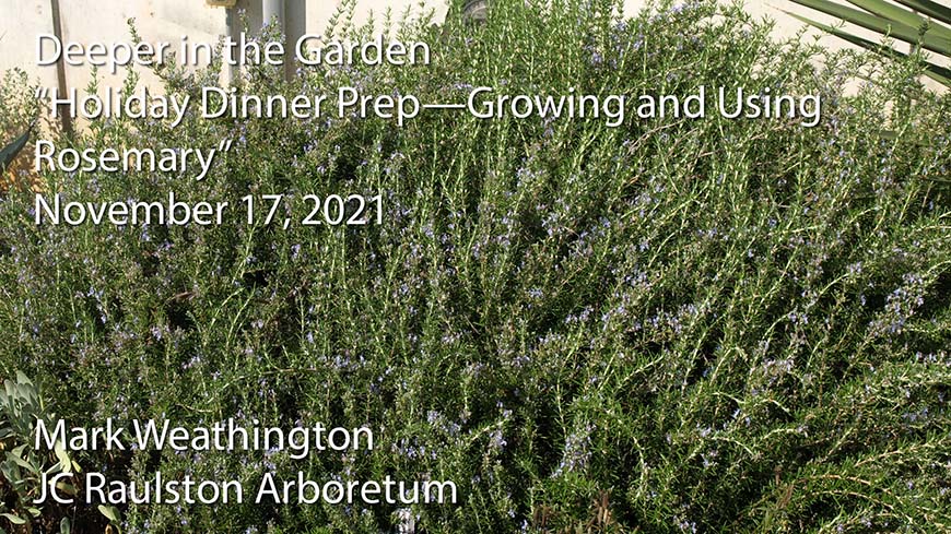 video poster for "Holiday Dinner Prep—Growing and Using Rosemary"