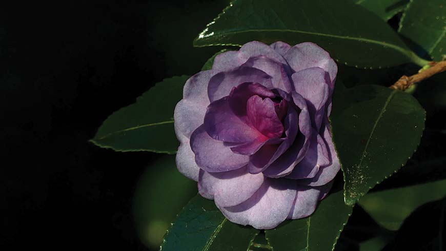 Camellia ×hiemalis 'Green's Blues'
