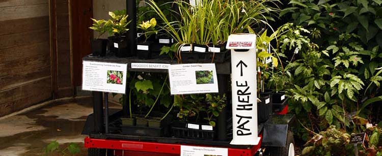 Plant buggy - plant sale
