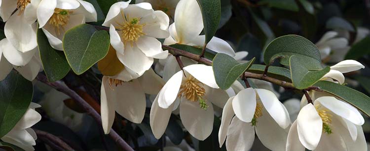 photo of Magnolia Serendipty