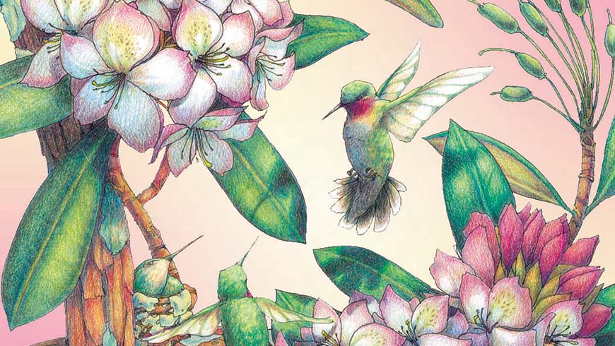 colored pencil drawing, hummingbird