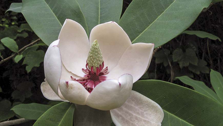 flowering magnolia in Vietnam