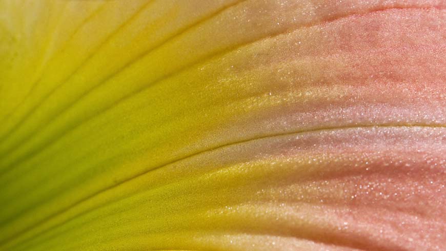 flower petal closeup