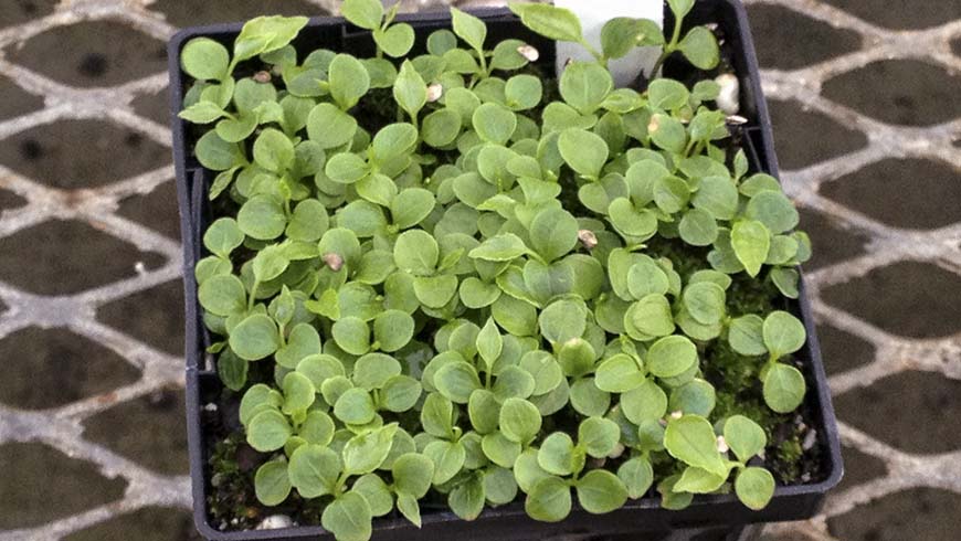 seedlings in a container