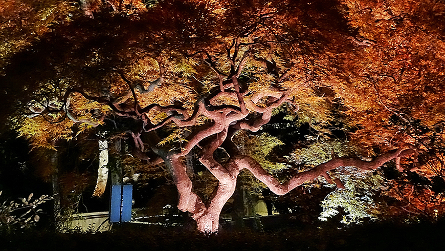 outdoor landscape lighting-uplight Japanese maple