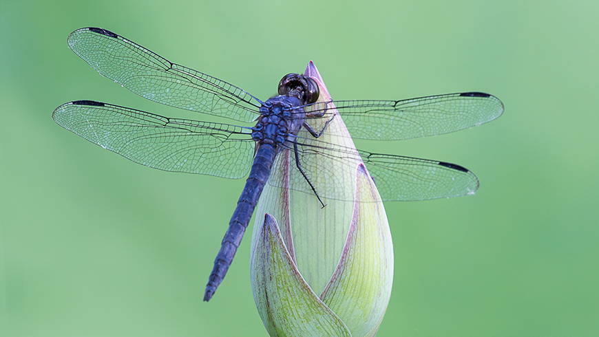 dragonfly on lotus bud