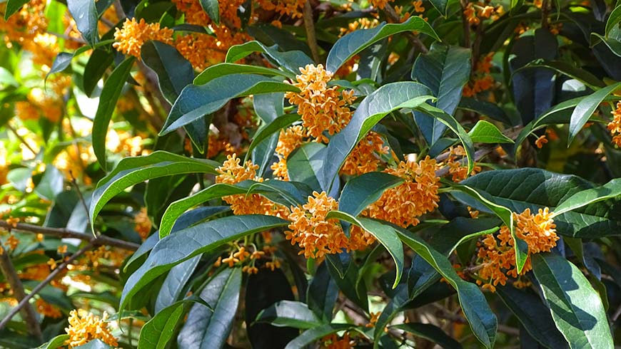 Osmanthus fragrans f. aurantiacus 'Apricot Gold'