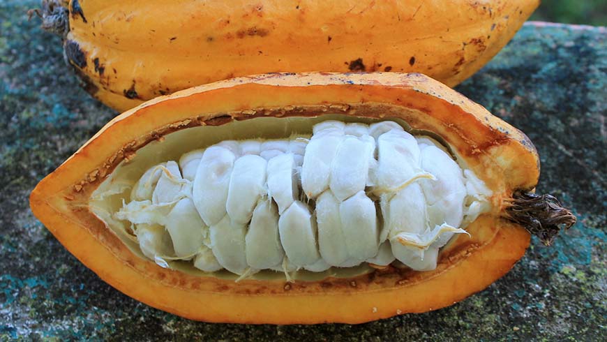 cacao fruit cut open exposing seeds