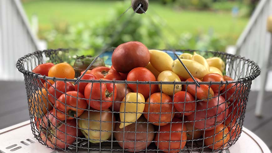 basket of tomatoes