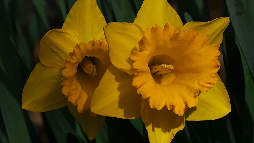 Narcissus 'Kassell's Gold'