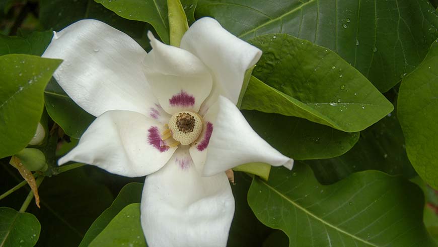 Magnolia macrophylla var. ashei 56801H