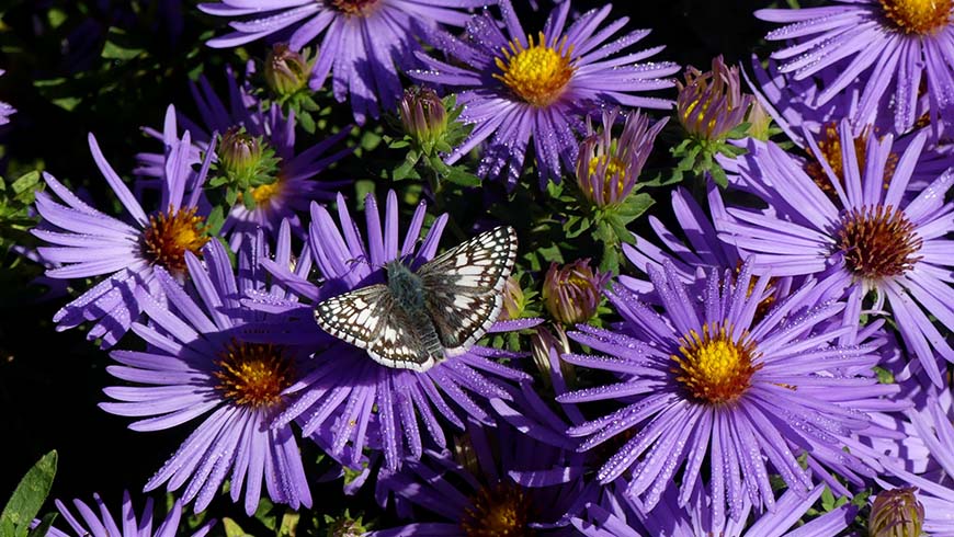 aster with butterfly