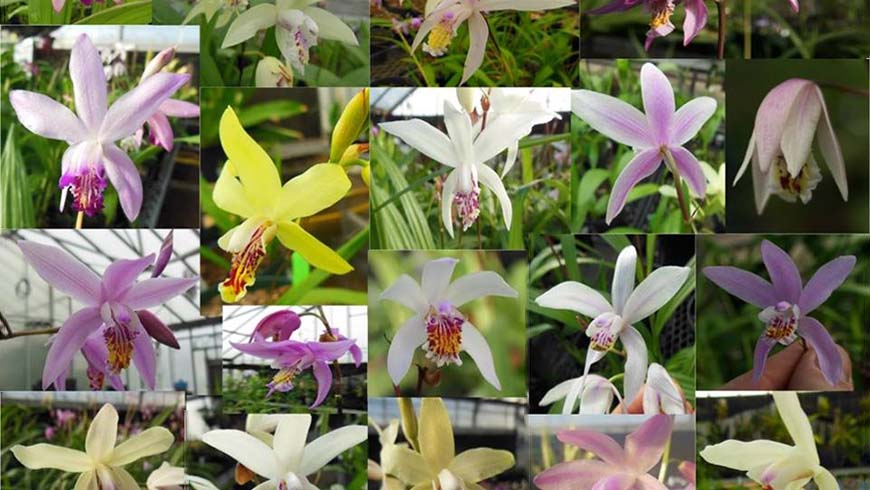 collage of Bletilla flowers